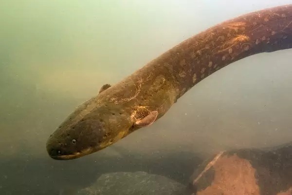 Leandro Sousa / BBC News Brasil O Electrophorus voltai é uma das duas novas espécies de peixe-elétrico descobertas na Amazônia