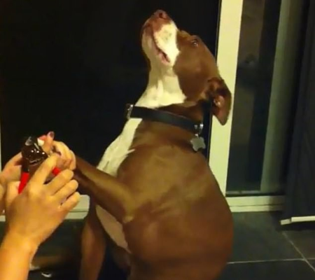 Cão finge desmaiar para não cortar as unhas; assista