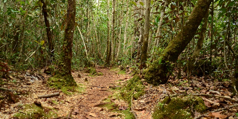 Ecoturismo é a preferência de visitantes estrangeiros na região Norte