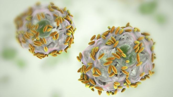 Bactérias da vaginose bacteriana cobrindo células