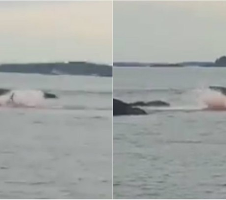 Confronto sangrento entre tubarão e focas causa pânico em turistas; vídeo