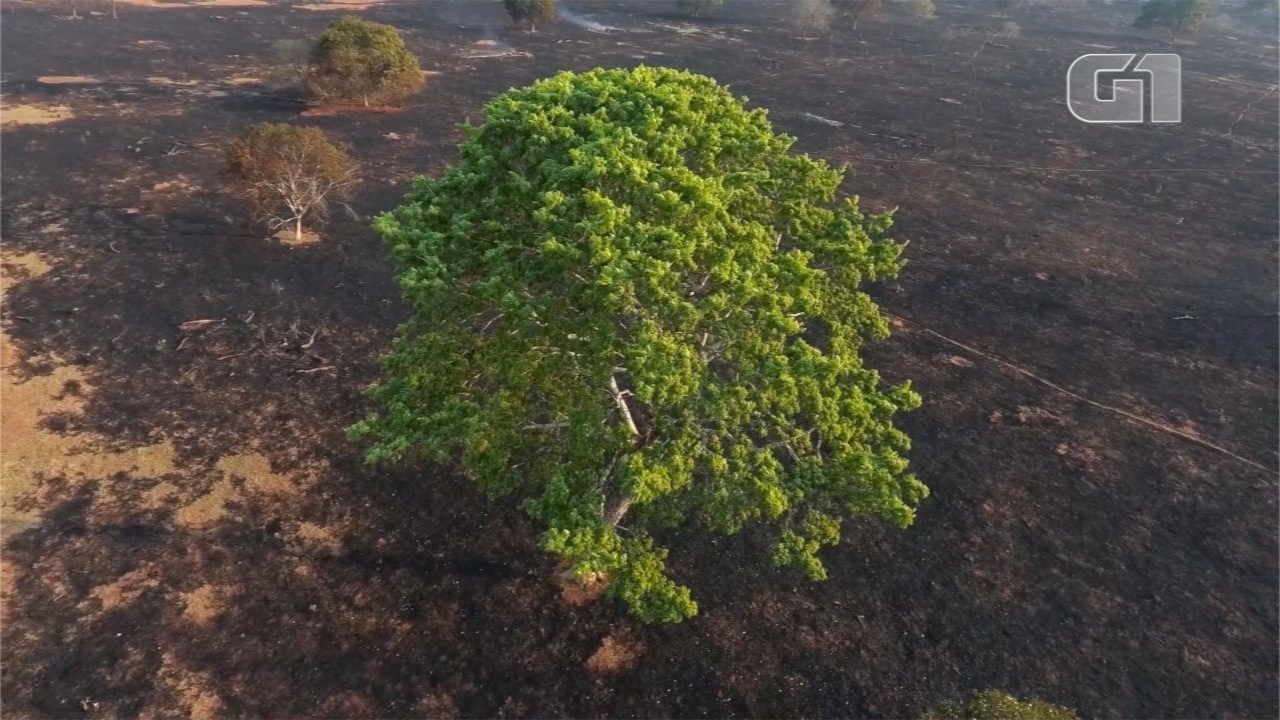 Imagens impressionantes mostram ‘mar cinza’ na vegetação do Cerrado de MS após queimadas Imagens impressionantes mostram ‘mar cinza’ na vegetação do Cerrado de MS após queimadas