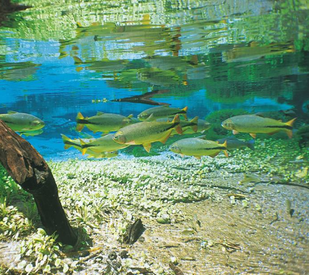 Bonito: um dos lugares mais visitados do Brasil