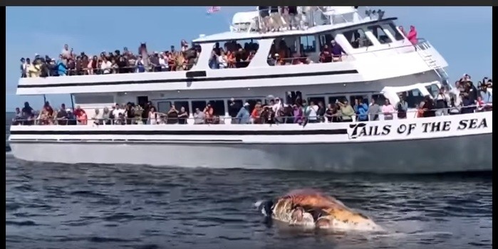 Vídeo chocante mostra tubarão devorando baleia na frente de turistas