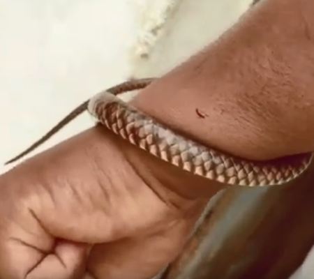 Vídeo: Cobra ataca guarda-florestal após ser encontrada em telhado de casa