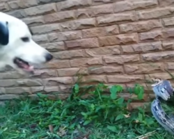 Cara a cara com o perigo: cachorro hábil desvia de ataques de cobra 