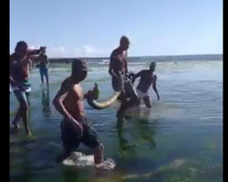 Jiboia gigante é encontrada por banhistas em praia de Salvador; Vídeo