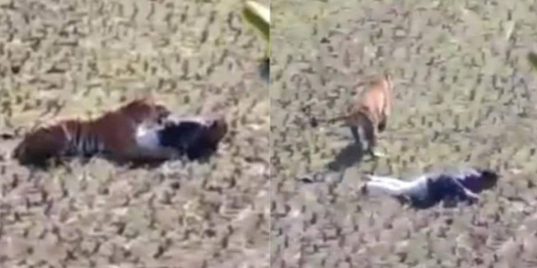 Homem se faz de morto para escapar de tigre. Assista ao vídeo
