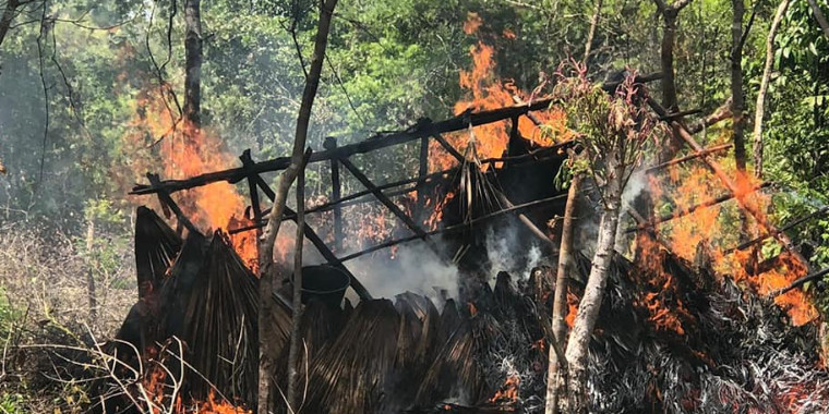 PM do Maranhão queima mais de 7 mil pés de maconha perto de Tutóia