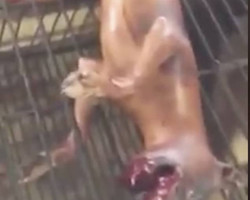 Imagens causam revolta ao mostrar um cachorro sendo assado vivo