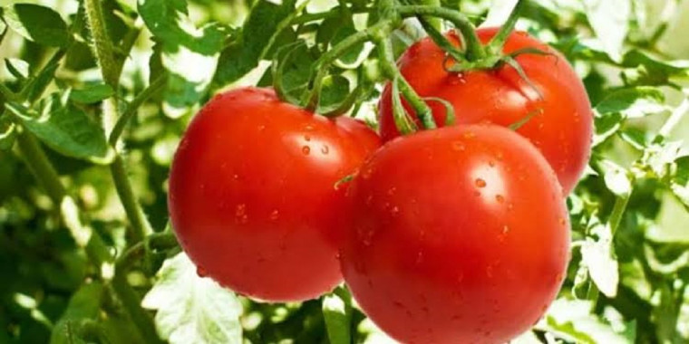 Descubra as 5 propriedades boas do tomate para o organismo