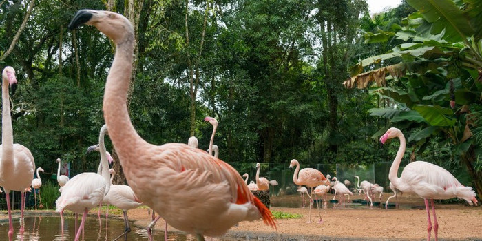 Parque das Aves, em Foz do Iguaçu, bate recorde de visitação em 2019