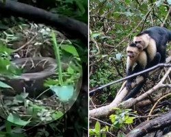 Macacos se juntam e atacam jiboia para salvar membro do bando; fotos
