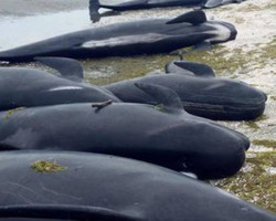 Cerca de100 baleias morrem encalhadas na Nova Zelândia