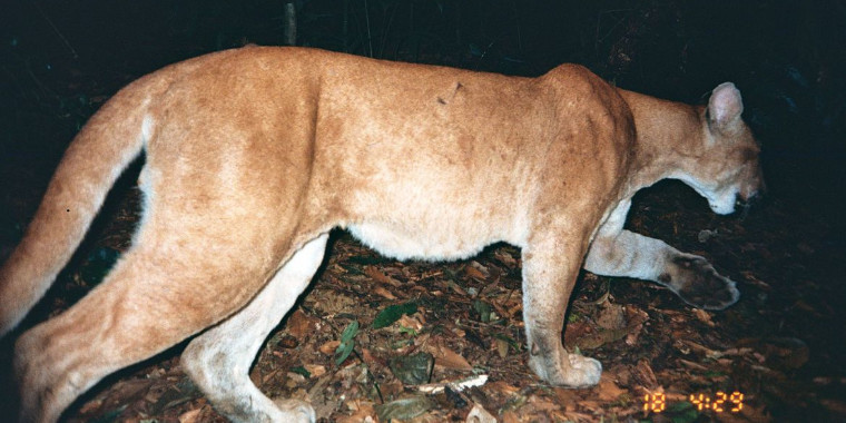 Brasil tem 3.299 espécies de animais e plantas ameaçadas