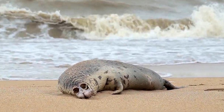 Cerca de 300 focas encontradas mortas no Mar Cáspio
