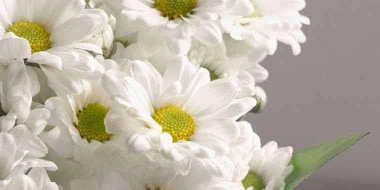 6 plantas e flores para se cultivar no verão