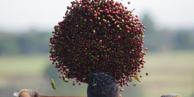 Conab: café terá safra recorde em 2020