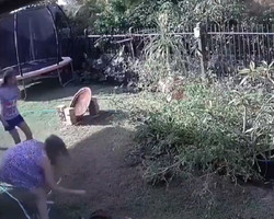 Mulher salva cãozinho com as mãos após ataque de cobra píton; vídeo