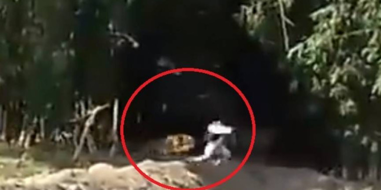 Tigre foge, invade vila na Índia e ataca moradores; vídeo