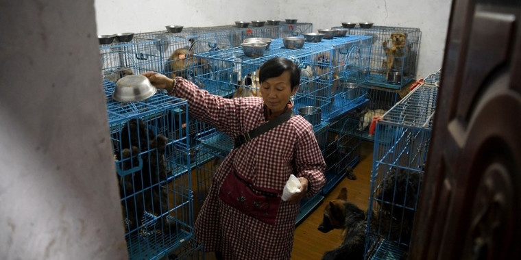 Aposentada mora com mais de 1,3 mil cachorros resgatados na China