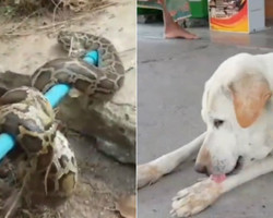 Cachorro salva dono de ser atacado por serpente gigantesca; fotos