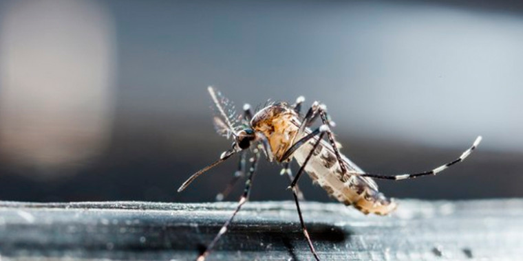 Piauí está entre os estados que podem ter surto de dengue em 2020