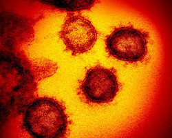 Ministério da Saúde confirma paciente com coronavírus no Brasil 