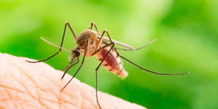 Piauí está entre os estados que podem ter surto de dengue em 2020