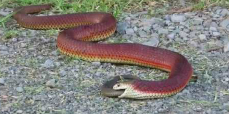 Cobra canibal devora outra cobra na Austrália; Veja o vídeo