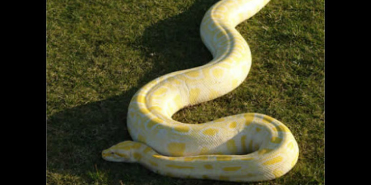 Cobra Píton albina de 4 metros é capturada em Portugal; Vídeo