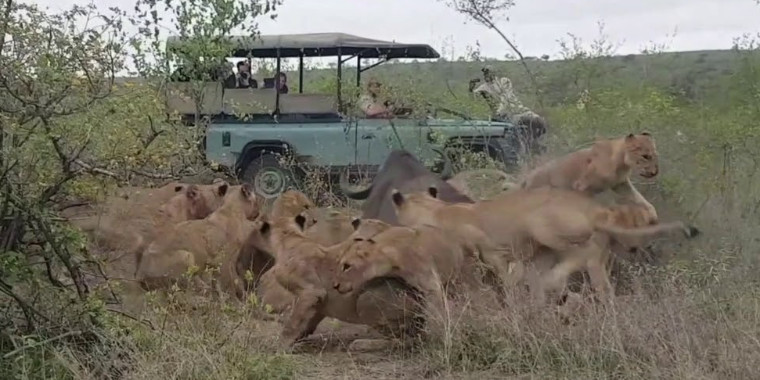 Vídeo mostra búfalo escapando de ataque de 15 leões