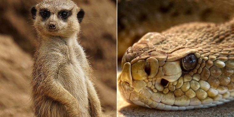 Luta entra cobra venenosa e mangusto se torna viral no twitter; Vídeo