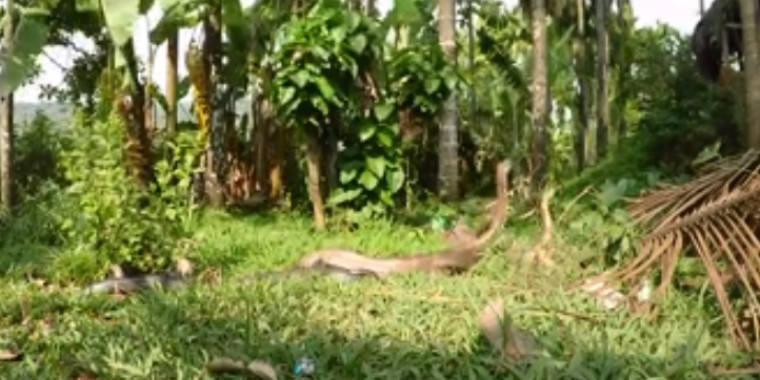 Vídeo mostra duas cobras em ritual de batalha impressionante; Assista