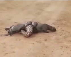 Jaguarundi cai nas “garras” de jiboia na Argentina; vídeo
