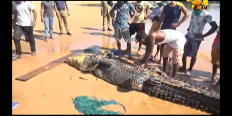 Pescadores capturam crocodilo de quatro metros em praia; assista