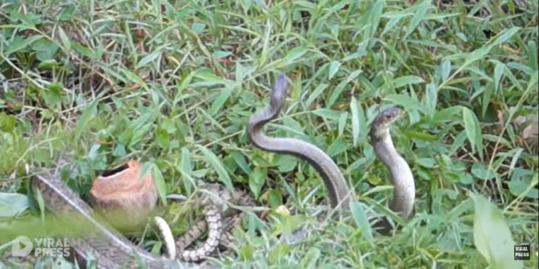 Cobras são flagradas em momento íntimo em quintal de idosa; assista