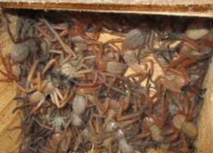 Aranhas poderiam comer todos os humanos em 1 ano, alerta estudo