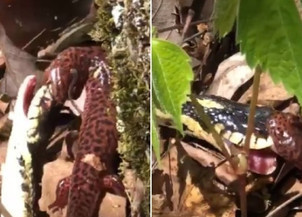 Cobra faminta é surpreendida por resistência de salamandra; fotos