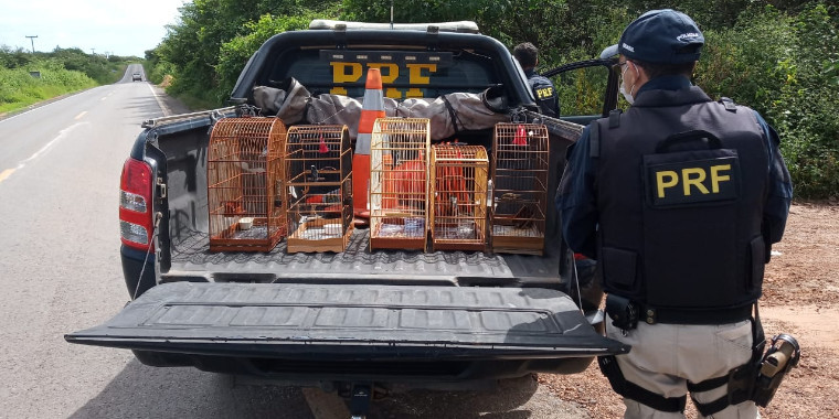 Pássaros silvestres são resgatados em situação de maus-tratos no Piauí