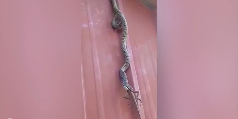 Vídeo mostra cobra devorando lagarto inteiro na Tailândia; assista