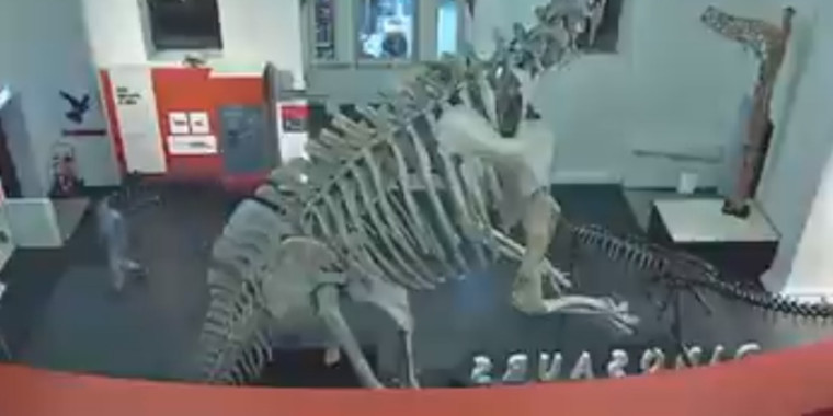 Homem invade museu para tirar selfies com dinossauros