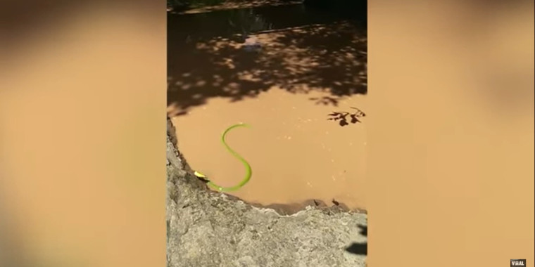 Bizarro! Cobra é flagrada em sessão de "exorcismo" em lago; assista