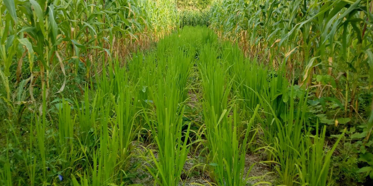 Projeto produz alimentos orgânicos com sustentabilidade no Piauí