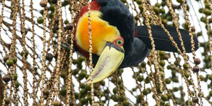 Projeto abriga 13% de fauna ameaçada de extinção na Mata Atlântica