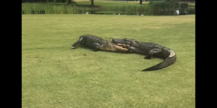 Batalha de gigantes! vídeo mostra luta de crocodilos em campo de golfe