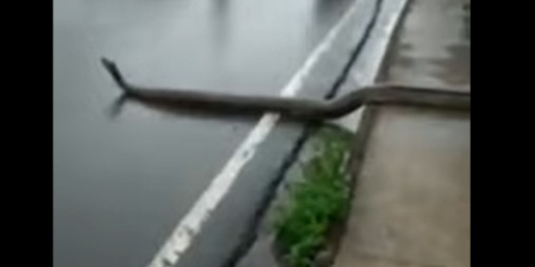 Sucuri de 5 metros assusta populares ao atravessar avenida; assista