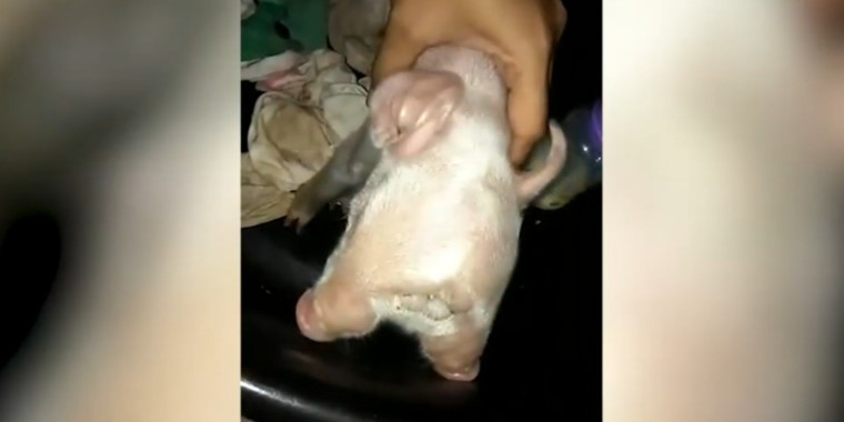 Porco nasce com duas cabeças choca moradores nas Filipinas; vídeo