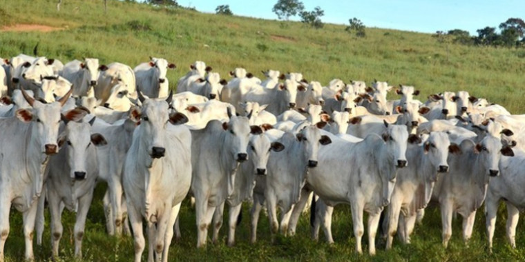 Agro brasileira alcançou 60 mercados de exportação desde 2019