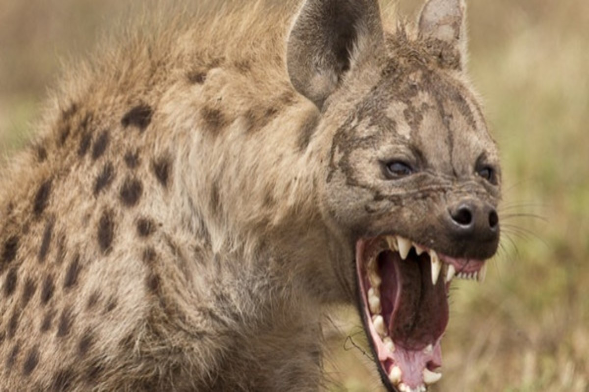Vídeo mostra luta sangrenta por comida entre hienas e cães selvagens